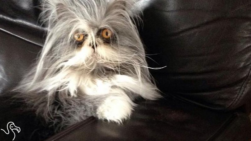 Канадский кот Атчум