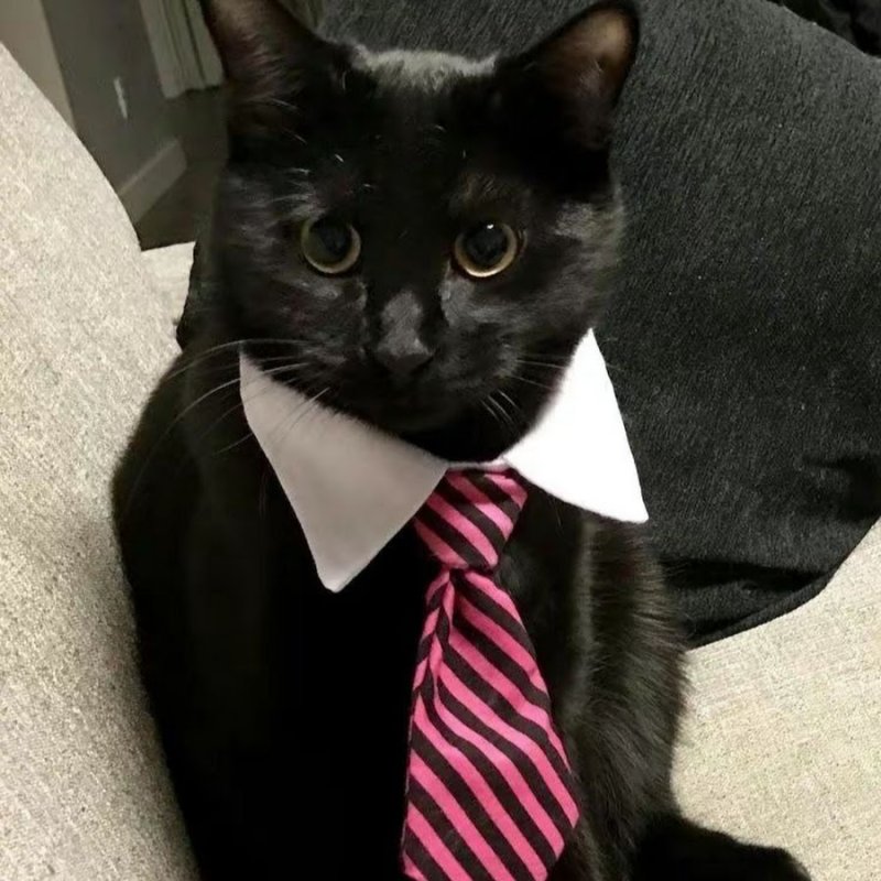 Кот в пиджаке