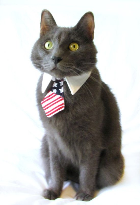 Черный кот в галстуке