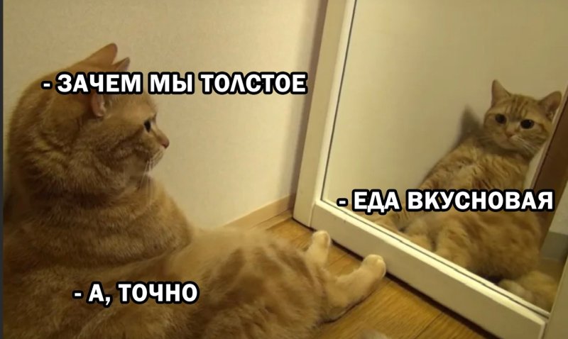Котик перед зеркалом Мем