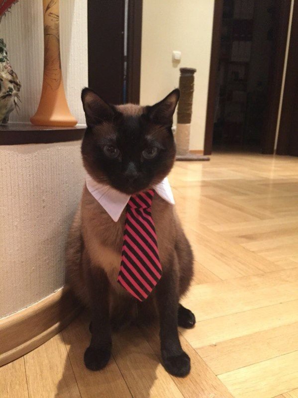 Котенок в галстуке