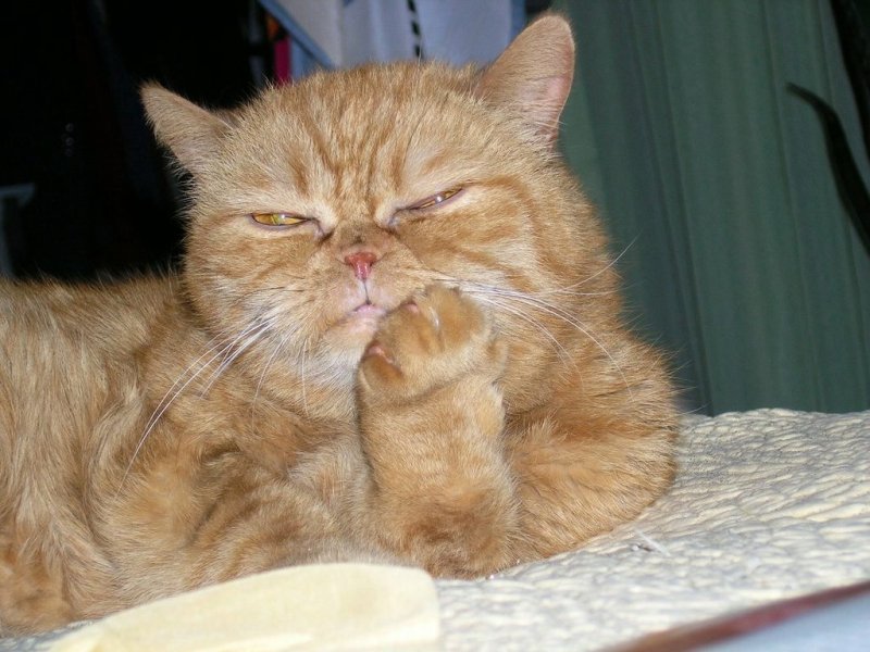 Кот подпирает голову