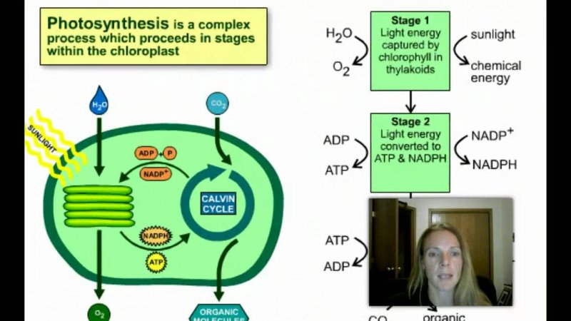 Ммм фотосинтез