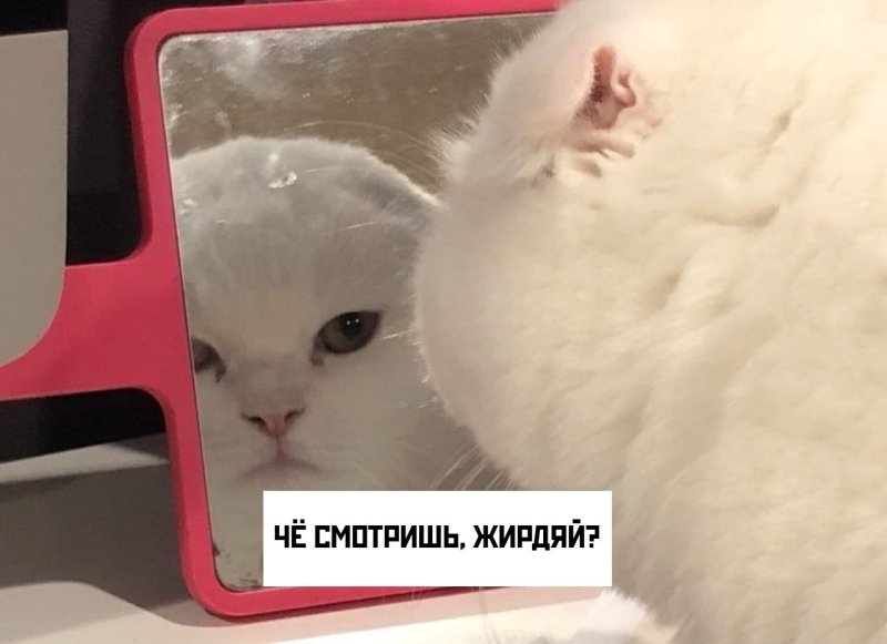 Зеркало кот