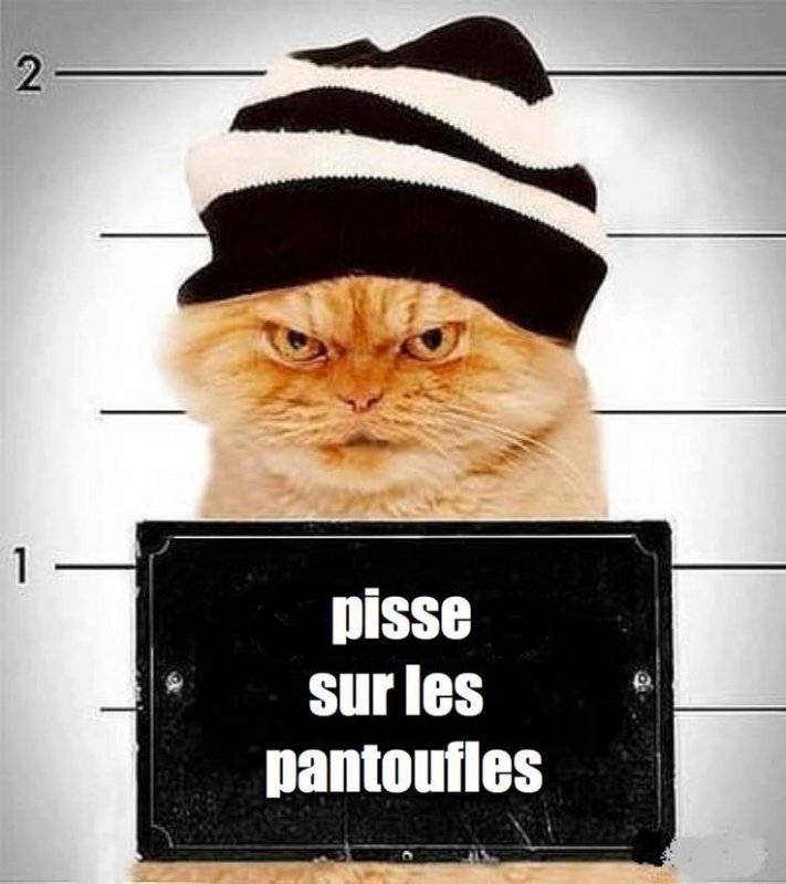 Смешные картинки на аву