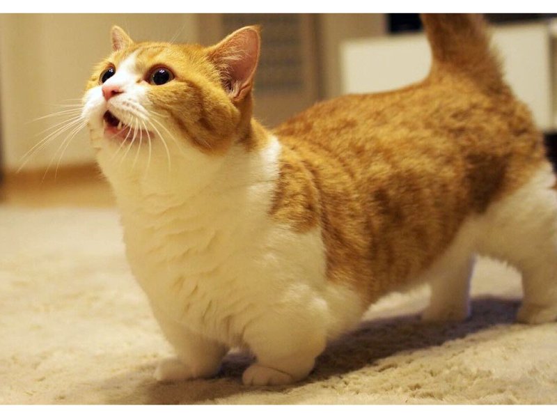 Манчкин кошка рыжая