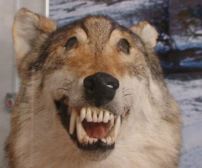 Волки смеются