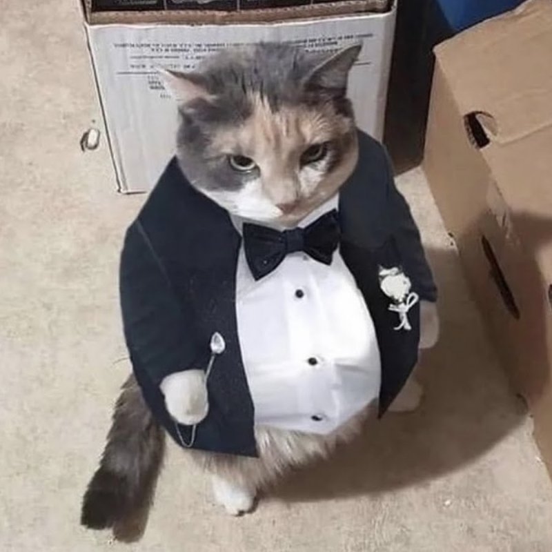 Кот в костюме