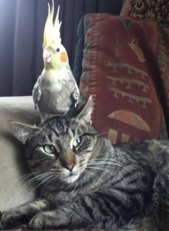 Кот и попугай