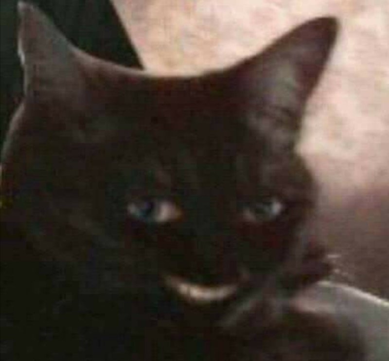 Кот вухмылке