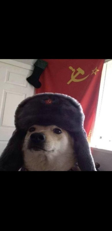 Животные в ушанке