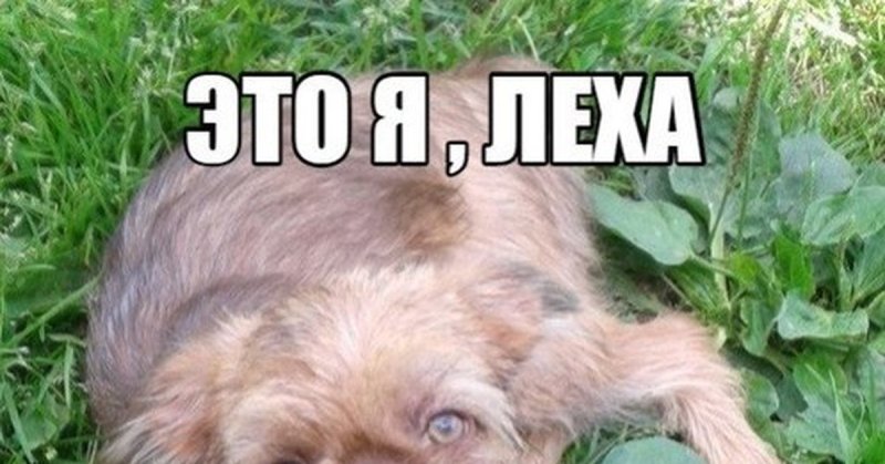 Леха я застрял в собаке