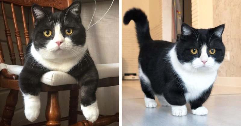 Манчкин (порода кошек)