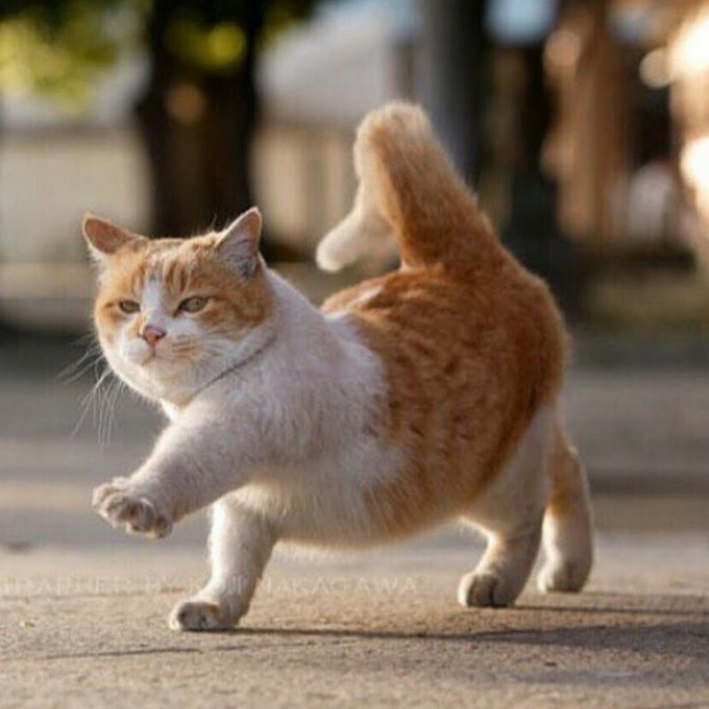 Толстый кот