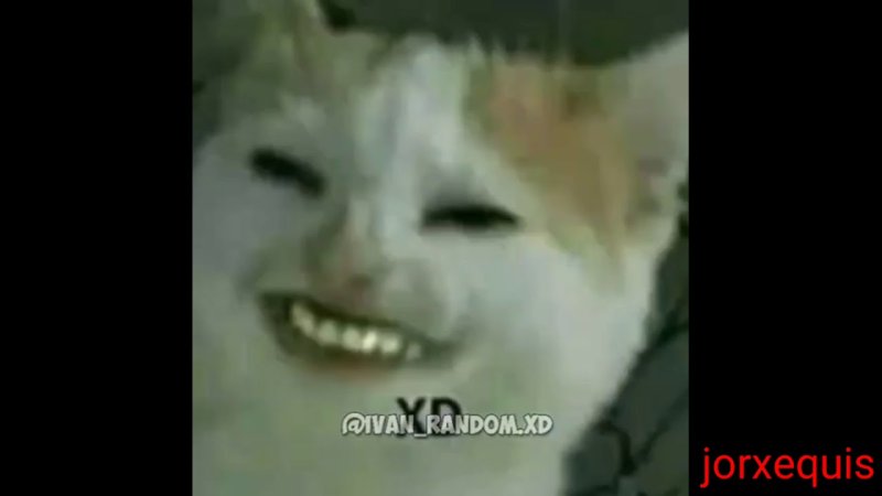 Кот смеется с человеческими зубами