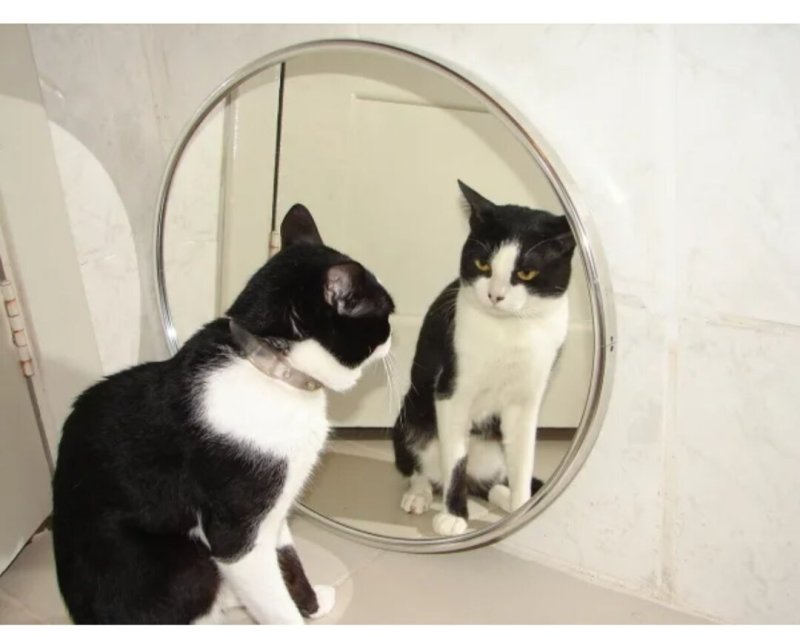 Кот отражается в зеркале