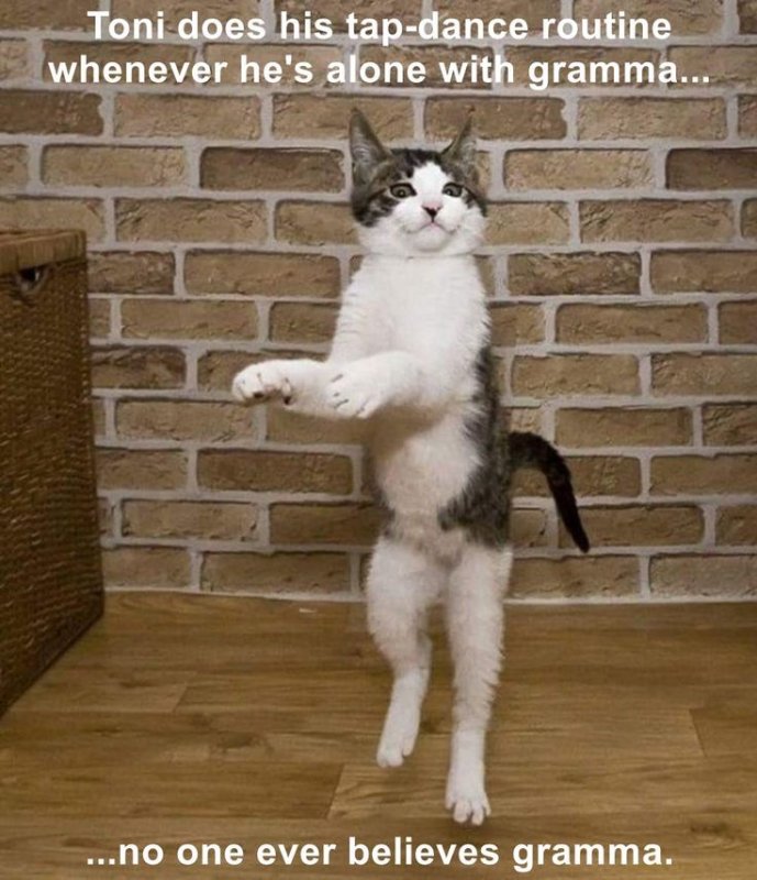 Кошка танцует