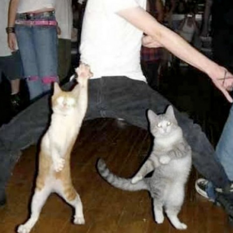 Кошачья тусовка