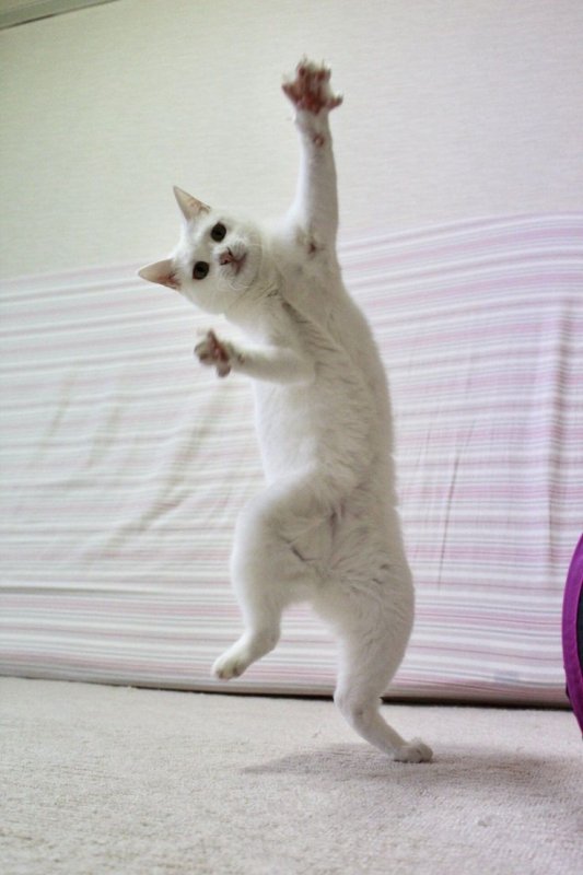 Смешной белый кот