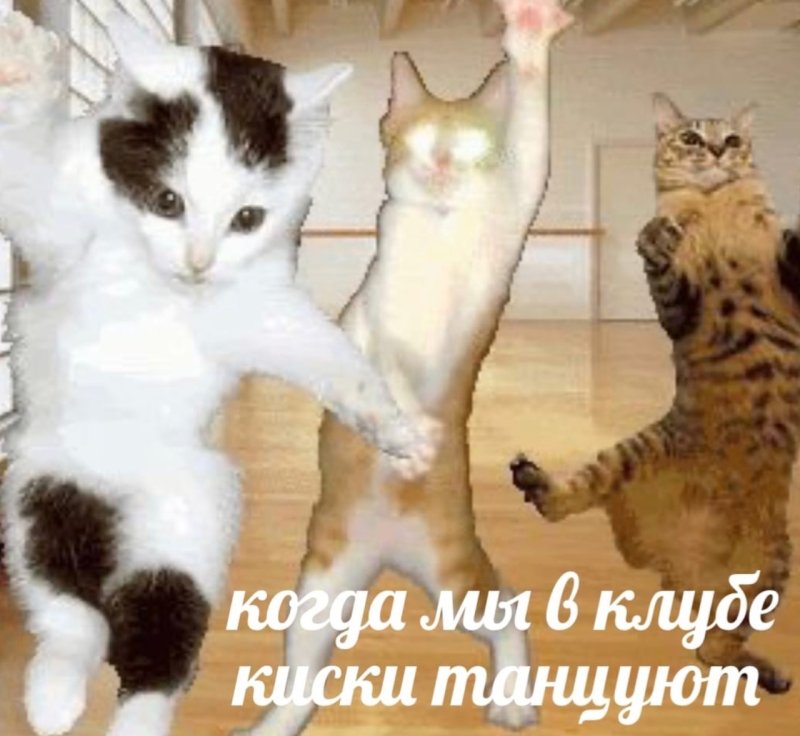 Котенок танцует