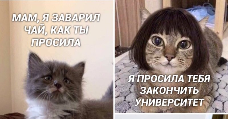 Кошка ест упс мэм