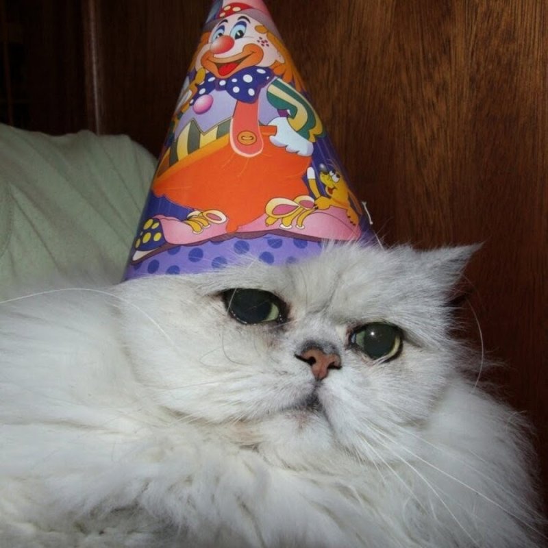 Кот в праздничном колпаке