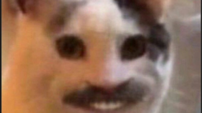 Кот с усами Мем