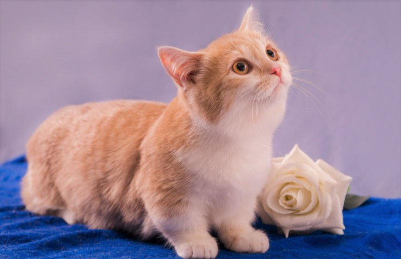 Коротколапый Манчкин