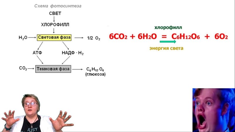 Ммм фотосинтез Мем мужик