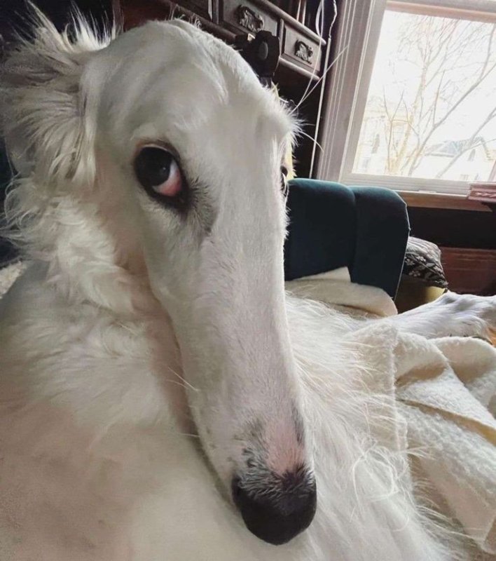 Русская псовая борзая с длинным носом