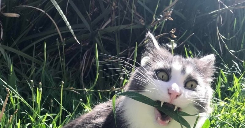 Кот ест траву