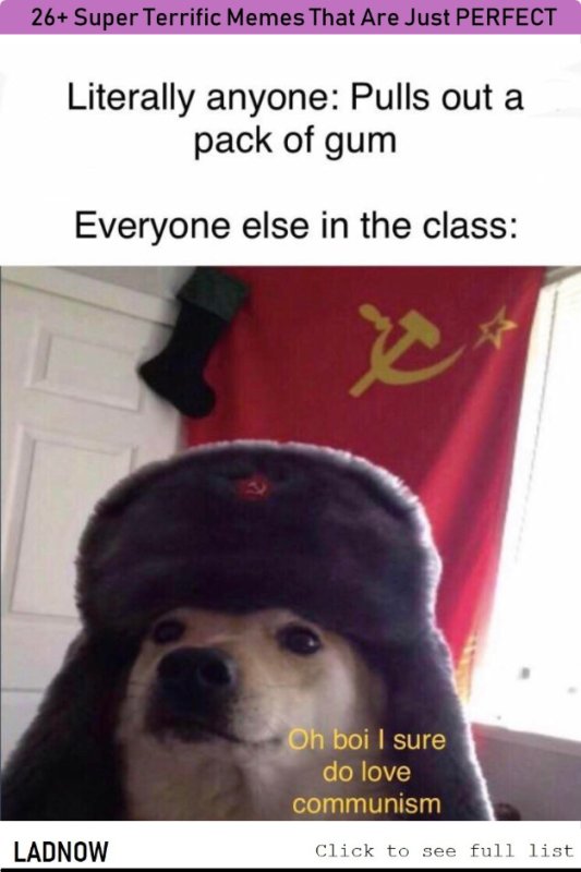 Собака в ушанке