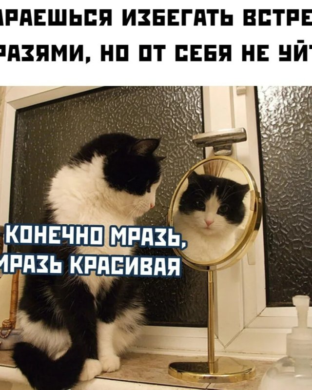 Кот перед зеркалом