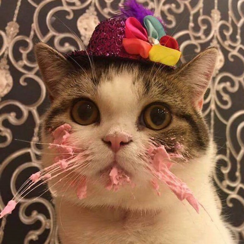 Праздничный кот