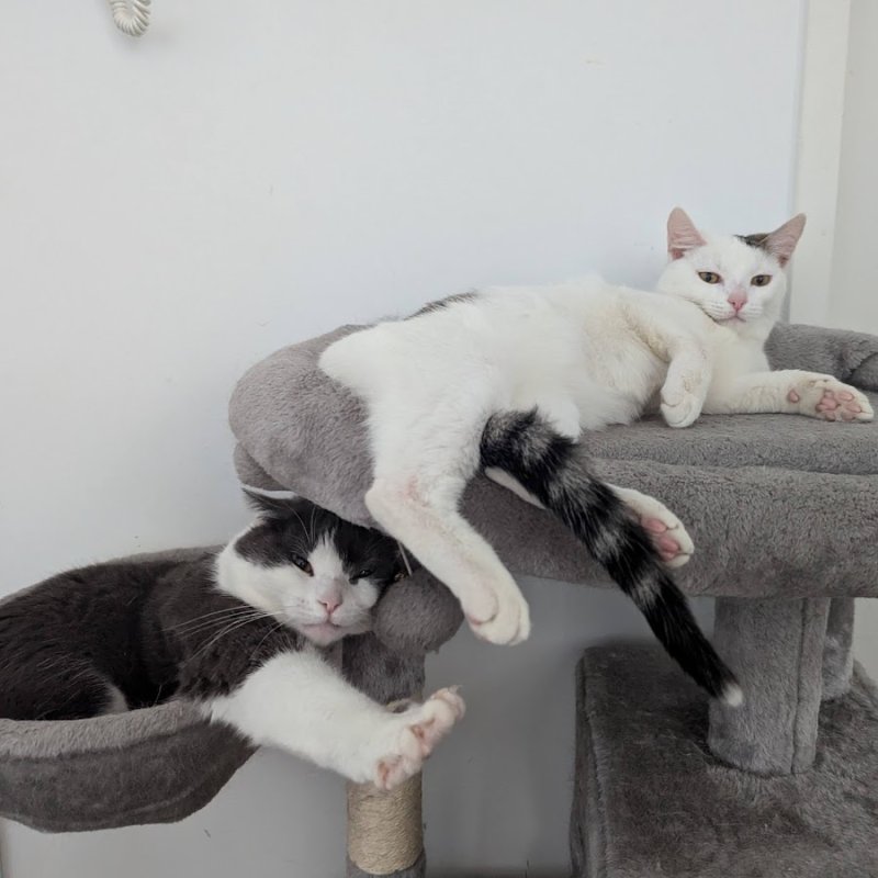 Собака задумалась