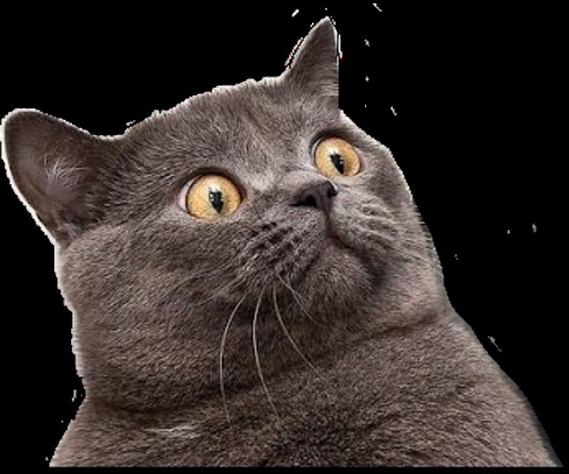 Удивленное лицо кота