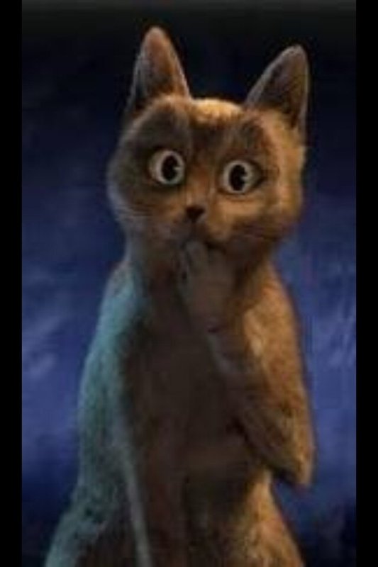 Удивлённый кот из кота в сапогах