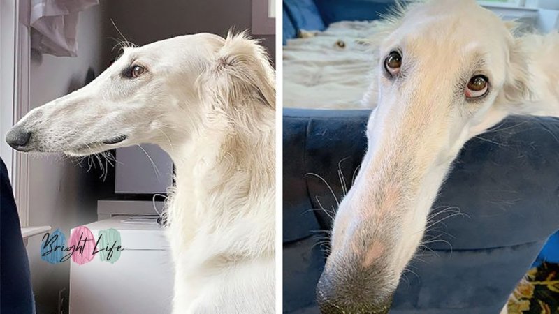 Борзая Эрис собака