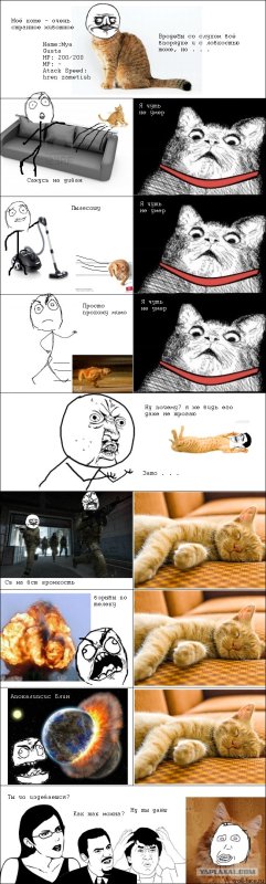 Смешные мемы про котов