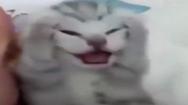 Кот держится за голову Мем