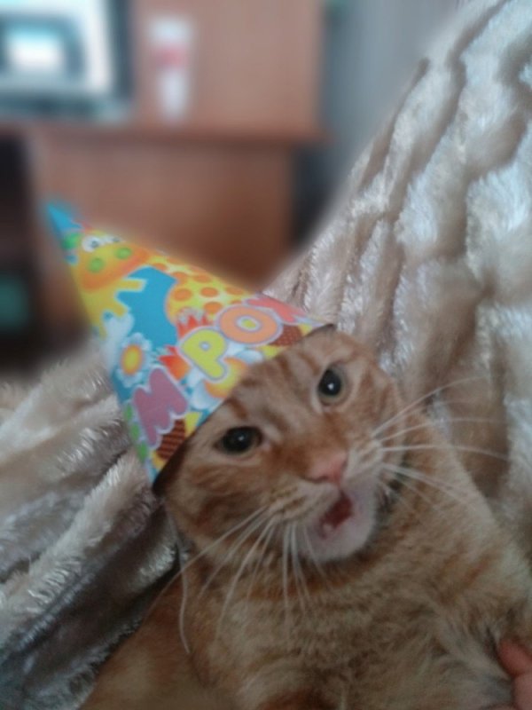 Котик в колпаке