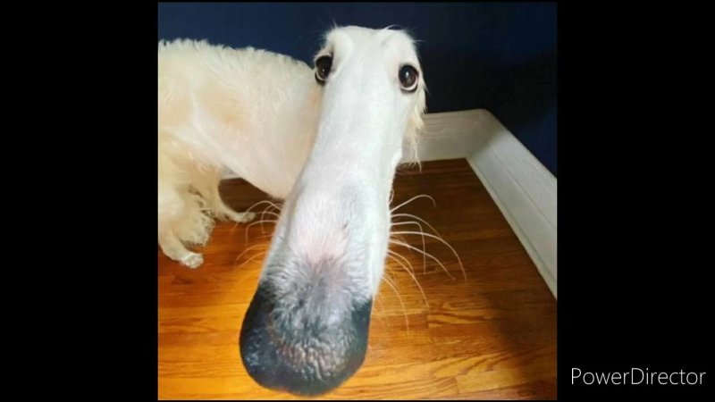 Борзая с длинным носом