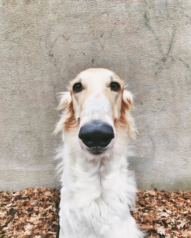 Русская псовая гончая