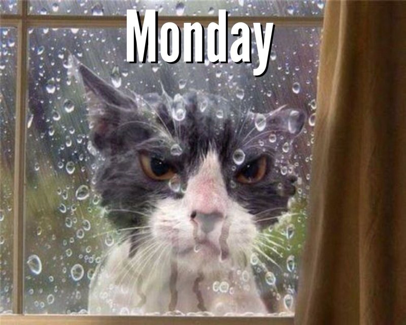 Кот под дождем