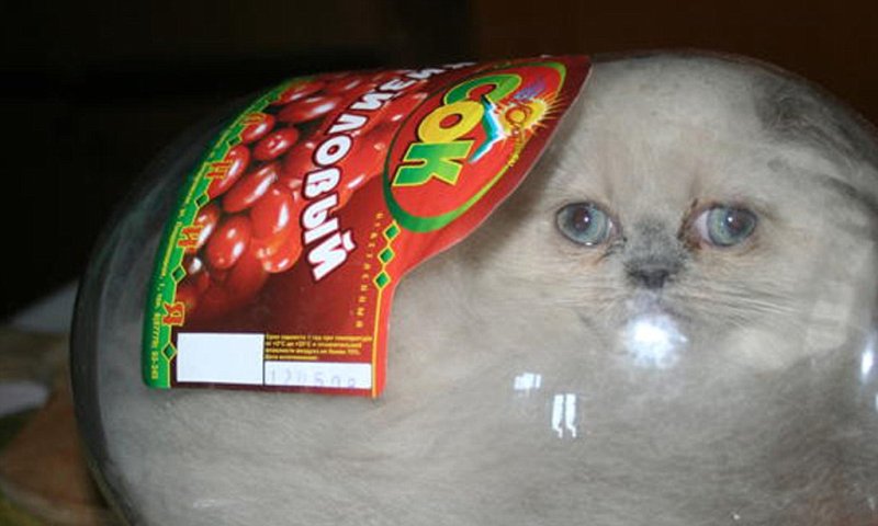 Кот в банке