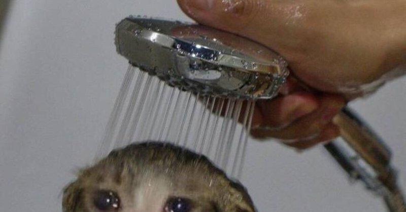 Кот под душем
