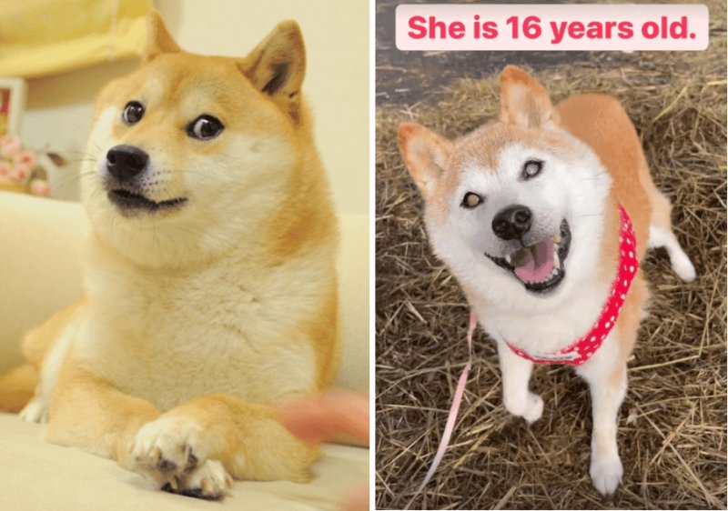 Сиба ину Кабосу