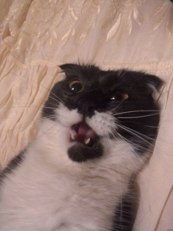 Сумасшедший котик