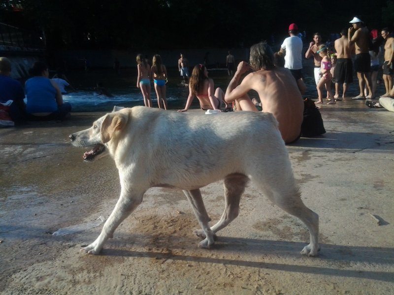 Собака сутулая прикол