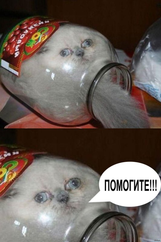 Мемы коты в банке